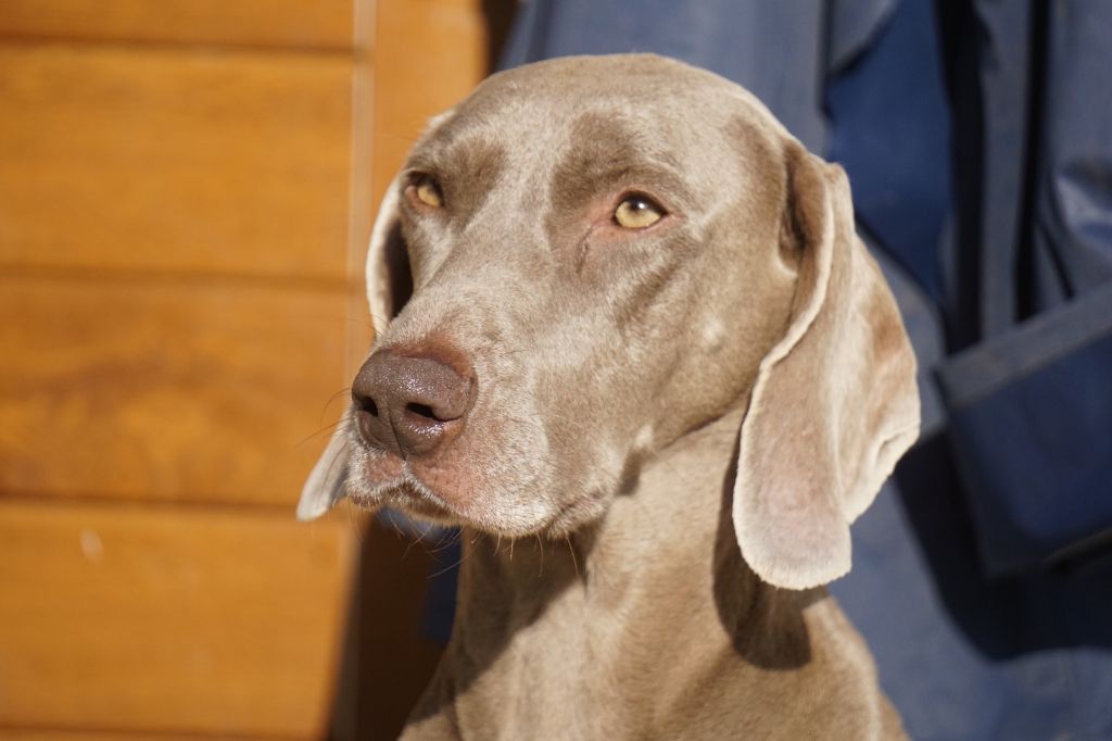 Publication : De Fantaisie De Kerma Auteur : fantaisie de kerma