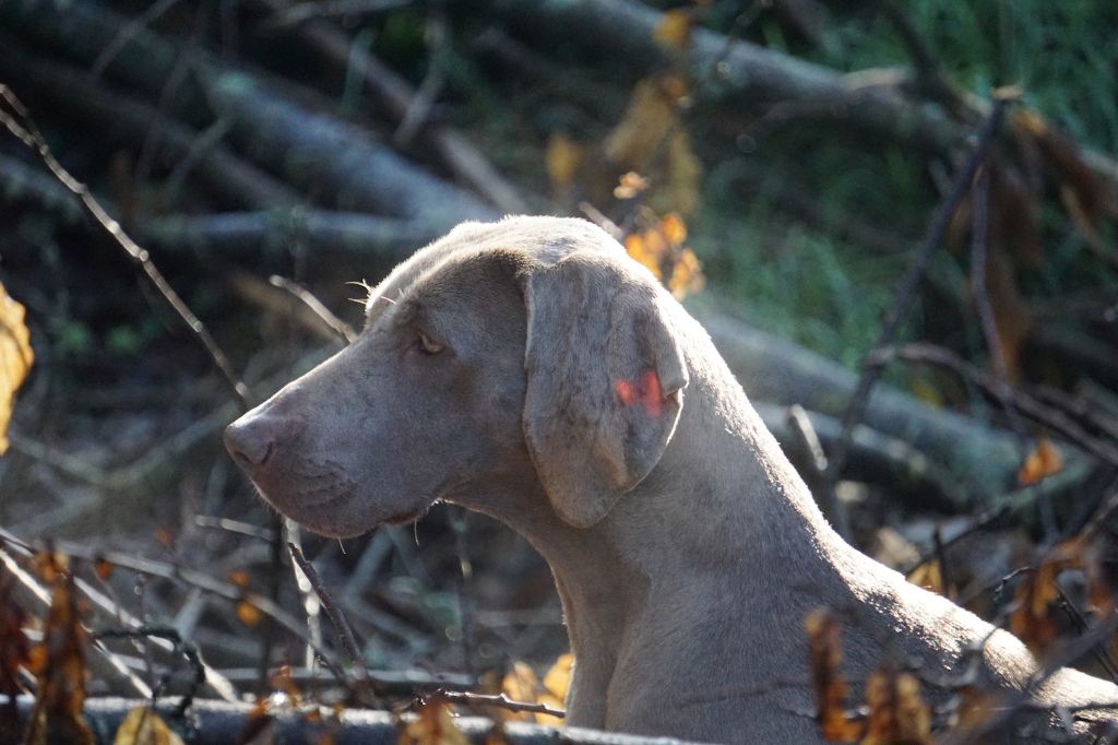 Publication : De Fantaisie De Kerma Auteur : FANTAISIE DE KERMA WEIMAR