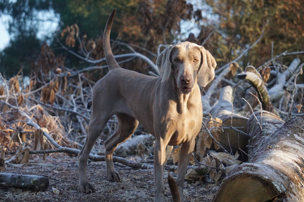 Publication : De Fantaisie De Kerma Auteur : FANTAISIE DE KERMA WEIMAR
