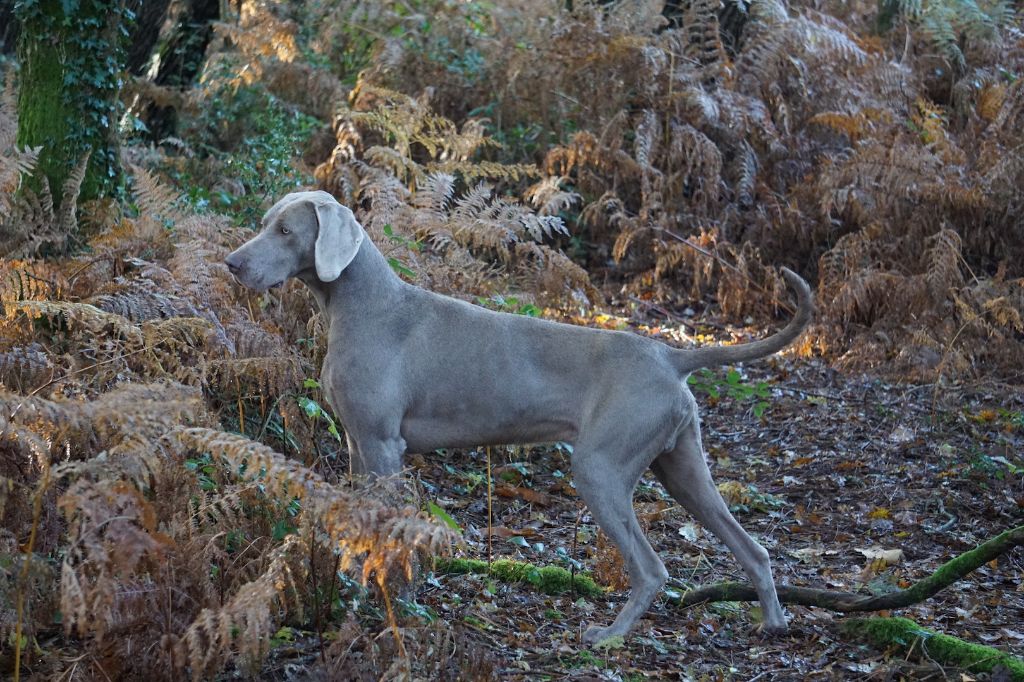 Publication : De Fantaisie De Kerma Auteur : FANTAISIE DE KERMA WEIMAR