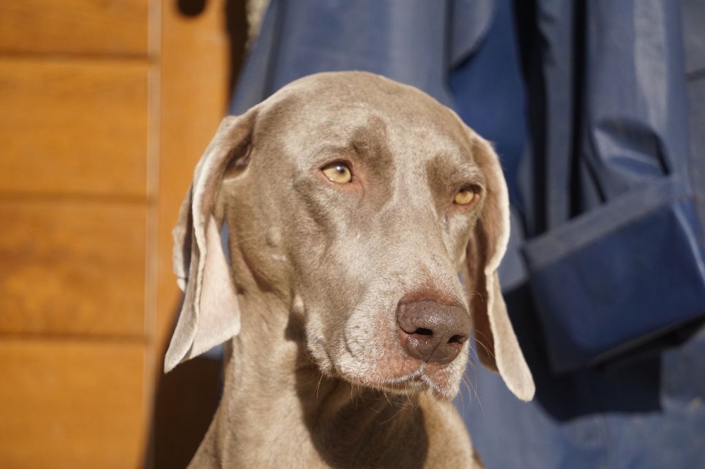 Publication : De Fantaisie De Kerma Auteur : fantaisie de kerma