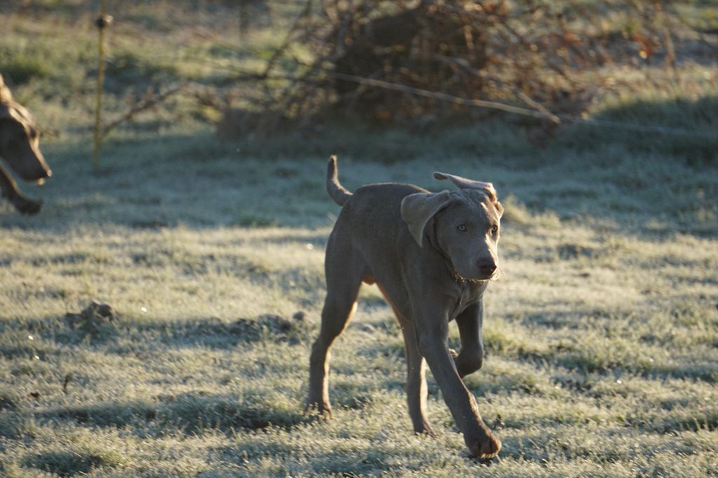 Publication : De Fantaisie De Kerma Auteur : FANTAISIE DE KERMA WEIMAR