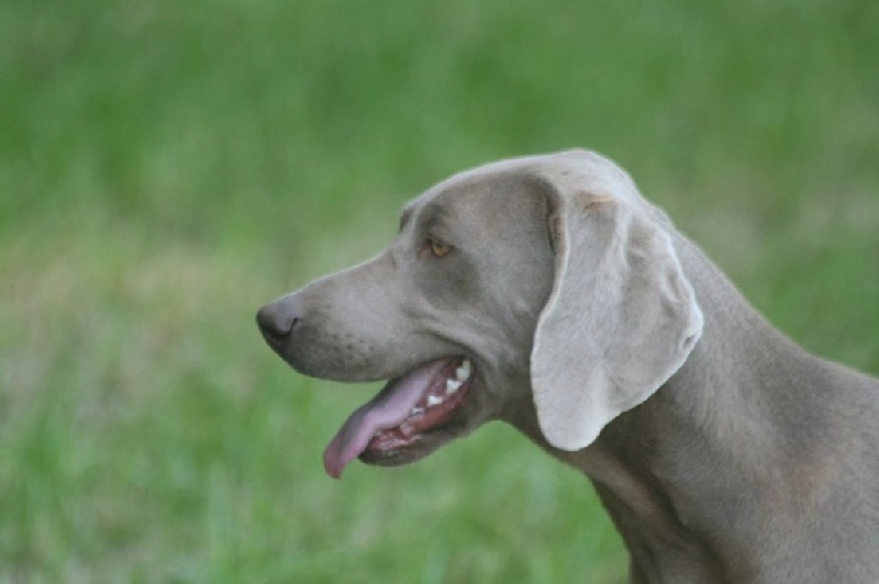 Publication : De Fantaisie De Kerma Auteur : fantaisie de kerma