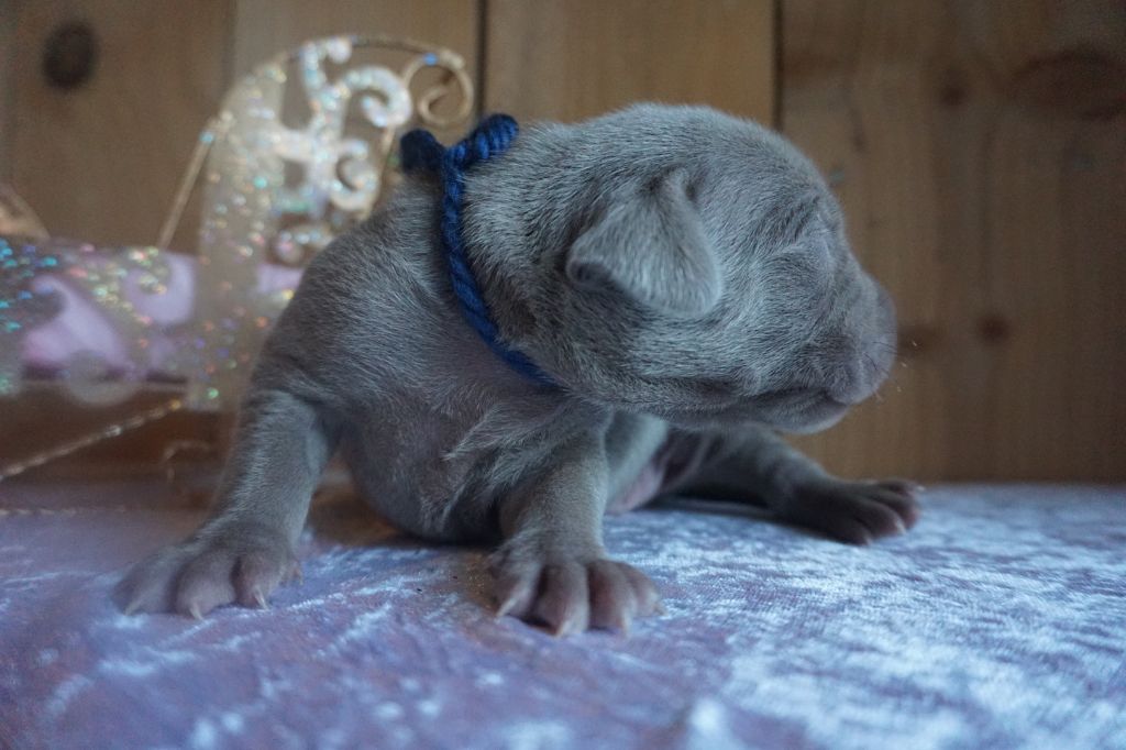 Chiot mâle collier de laine bleu - Braque de Weimar
