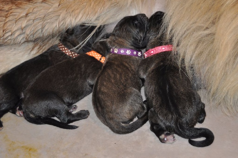 chiot Leonberger Des Léos De La Plaine