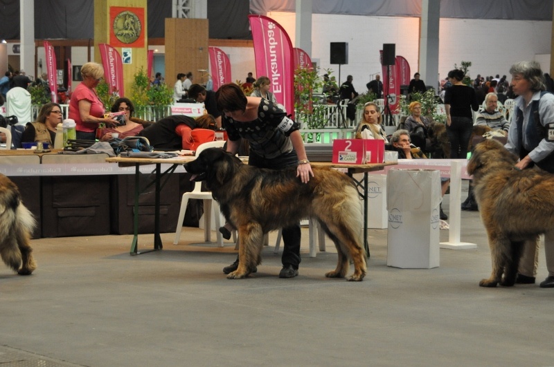 Hébus Des Léos De La Plaine - 3ème excellent