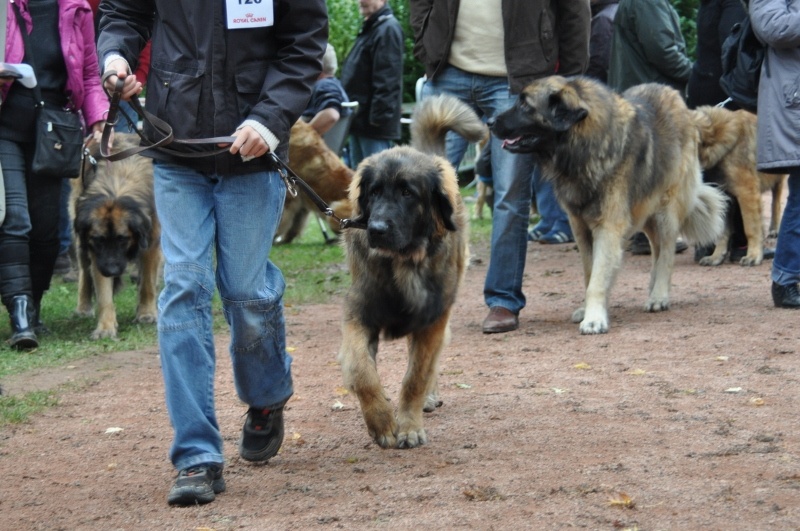 Hébus Des Léos De La Plaine - très prometteur