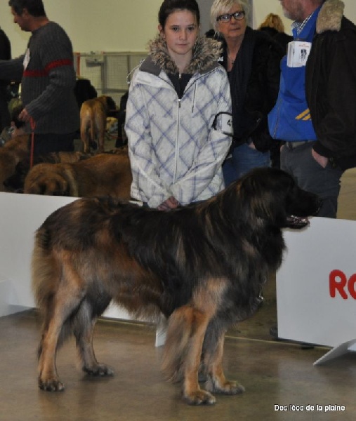 Hébus Des Léos De La Plaine - tb