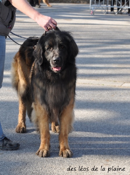 Hébus Des Léos De La Plaine - 3ème très bon