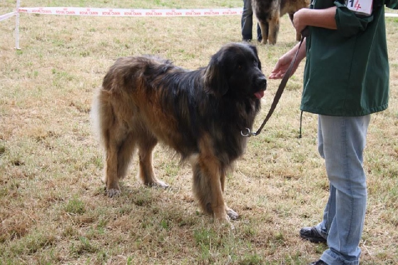 Hébus Des Léos De La Plaine - excellent
