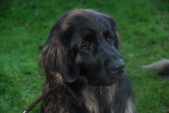 Hébus Des Léos De La Plaine - excellent