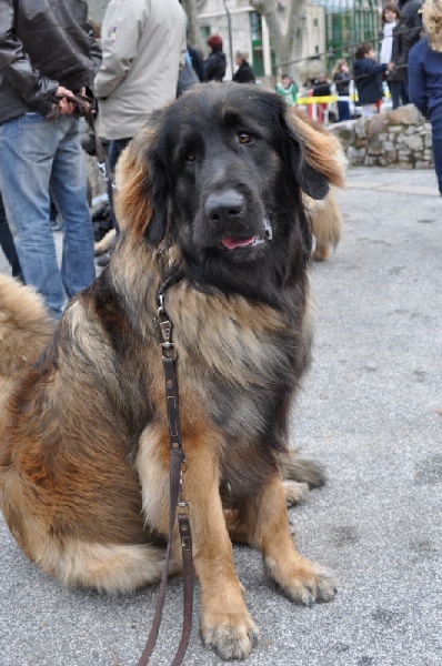 Hébus Des Léos De La Plaine - tb