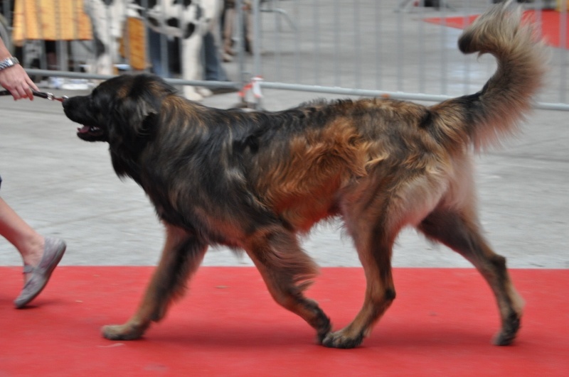 Hébus Des Léos De La Plaine - 2eme Excellent