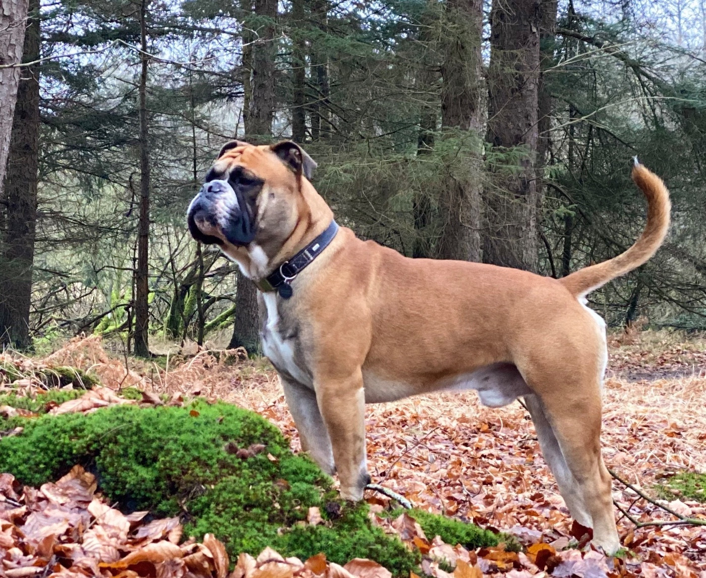 Publication : De La Roche De Balvenie