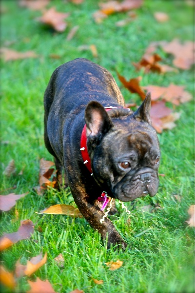 Publication : De La Roche De Balvenie Auteur : num.photography