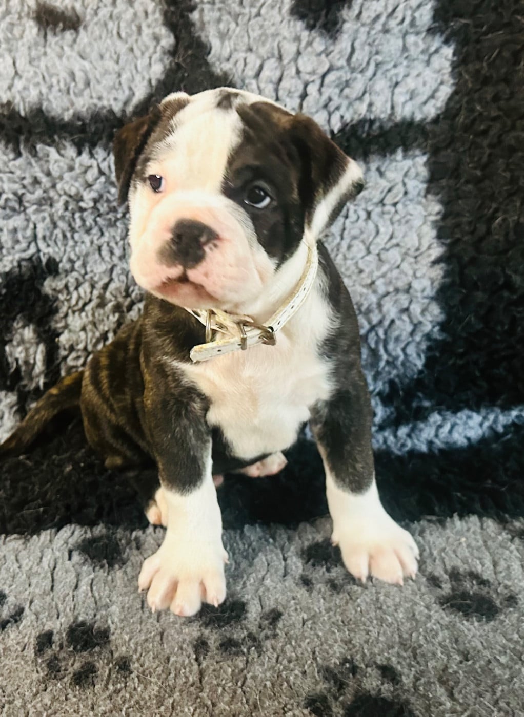 Bulldog continental - De La Roche De Balvenie