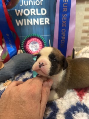 Les chiots de Bulldog continental