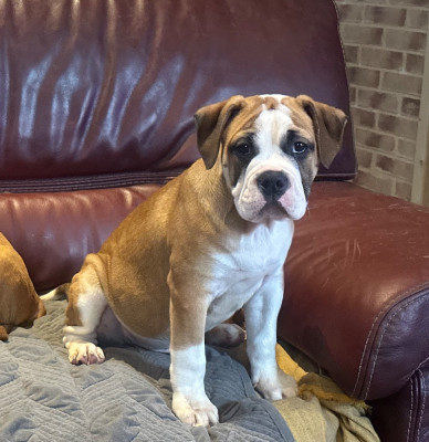Les chiots de Bulldog continental