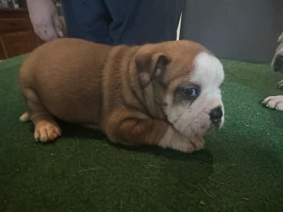 Les chiots de Bulldog continental
