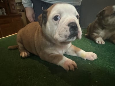 Les chiots de Bulldog continental