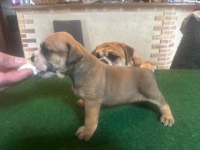 Les chiots de Bulldog continental