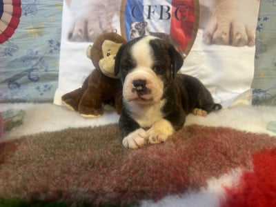 Les chiots de Bulldog continental