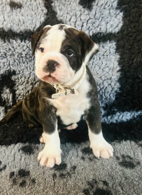 Les chiots de Bulldog continental