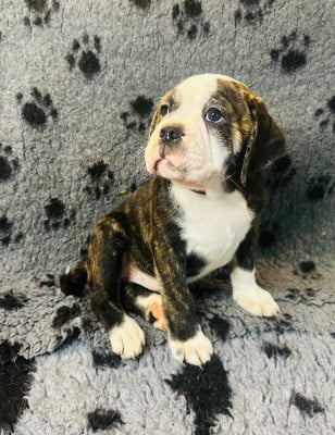 Les chiots de Bulldog continental