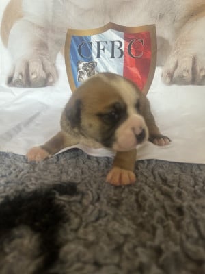 Les chiots de Bulldog continental