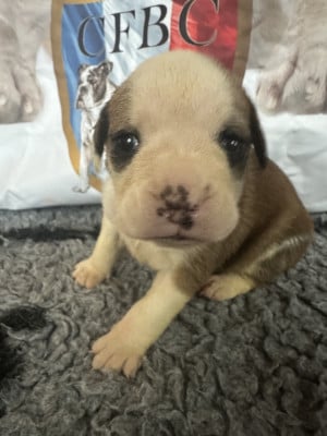 Les chiots de Bulldog continental