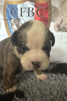 Les chiots de Bulldog continental
