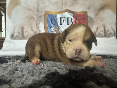 Les chiots de Bulldog continental