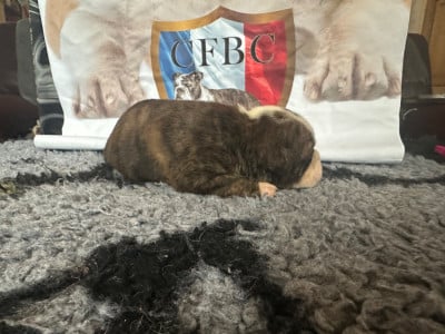 Les chiots de Bulldog continental