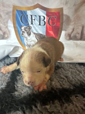 Les chiots de Bulldog continental