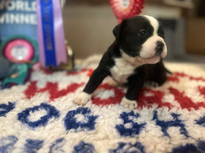 Les chiots de Bulldog continental