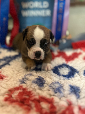 Les chiots de Bulldog continental