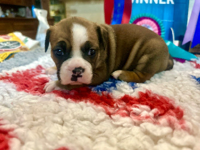 Les chiots de Bulldog continental