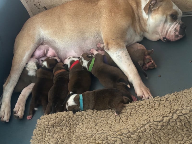 Bulldog continental - De La Roche De Balvenie