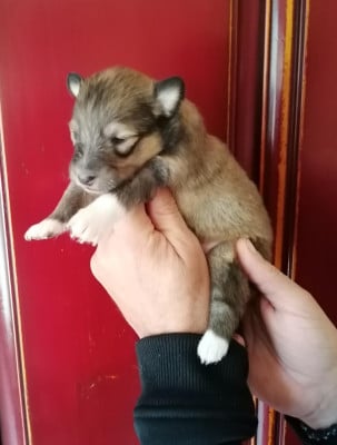 Les chiots de Shetland Sheepdog