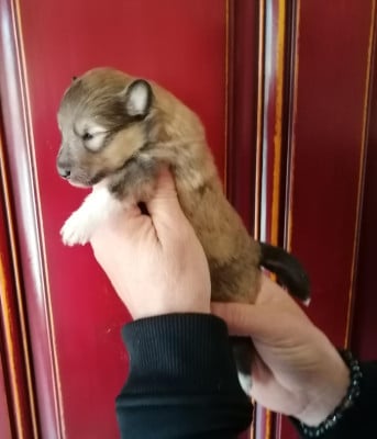Les chiots de Shetland Sheepdog