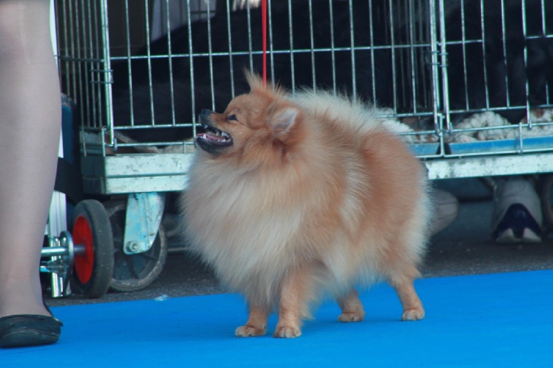 Goutte princesse de lune des diablotins des isles - 1 ERE EXCELENT JEUNE