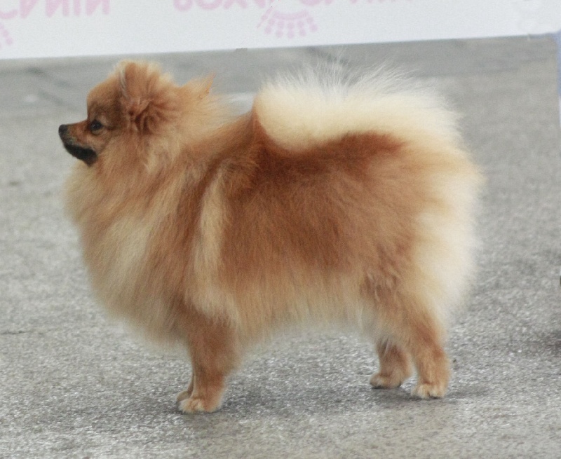 Goutte princesse de lune des diablotins des isles - TRES PROMETTEUR