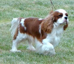 Publication : Style Organdi