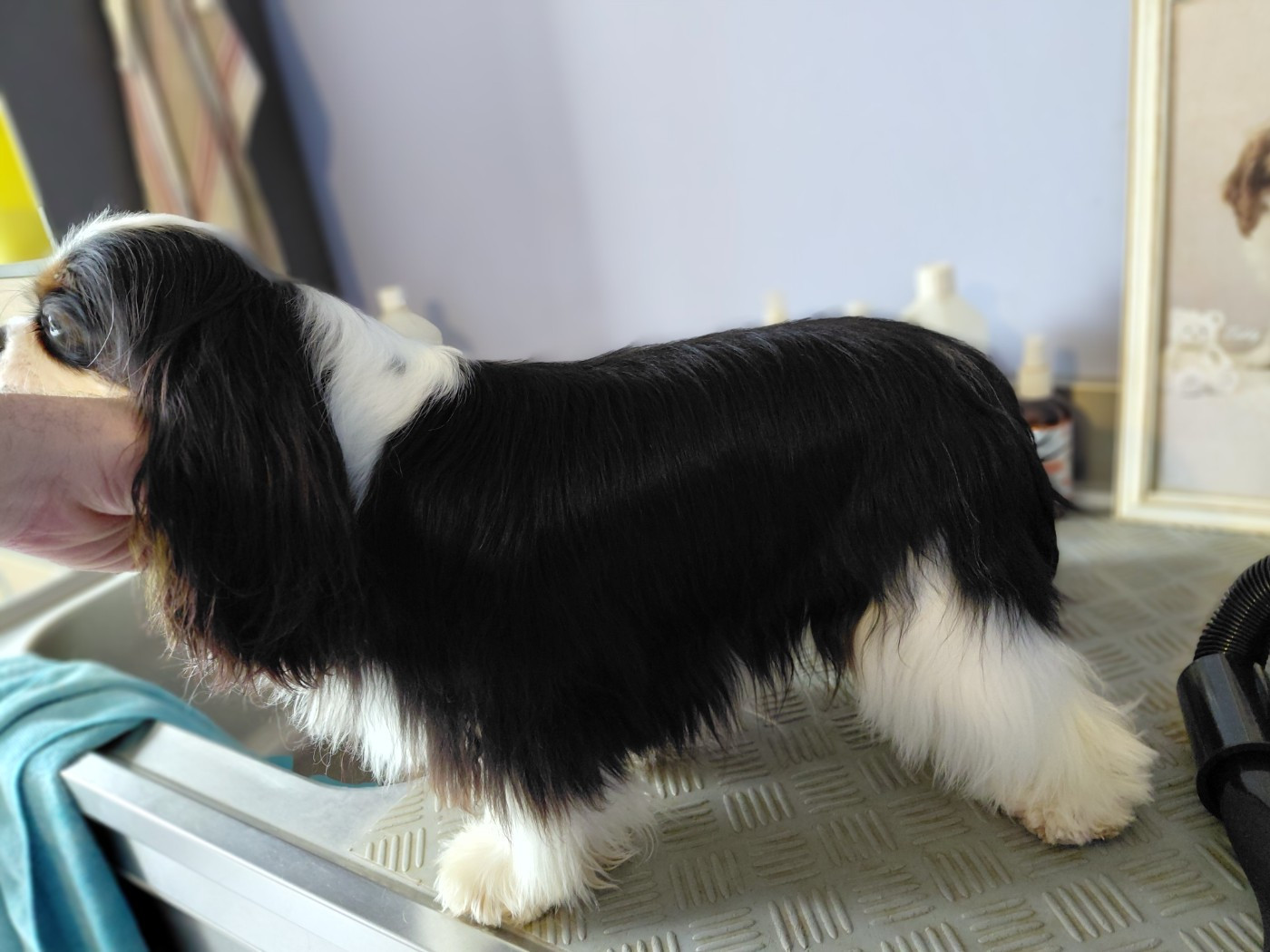 Amazing grace Style Organdi