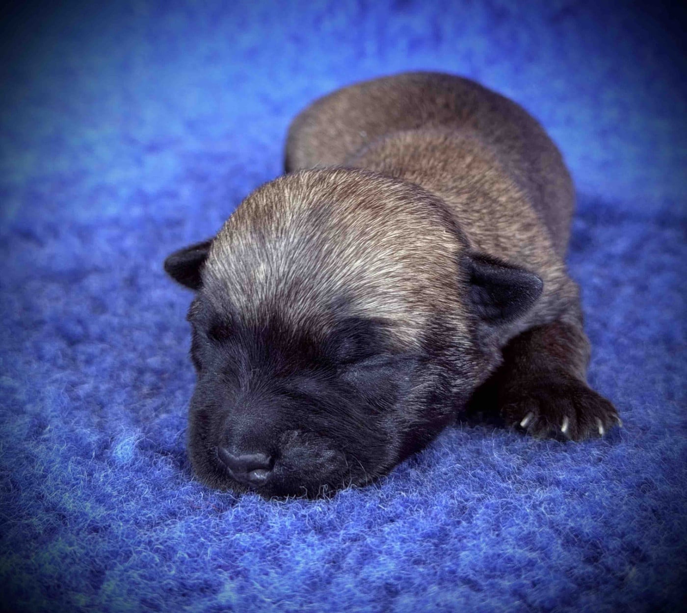 Chiot N°3 - Cairn Terrier