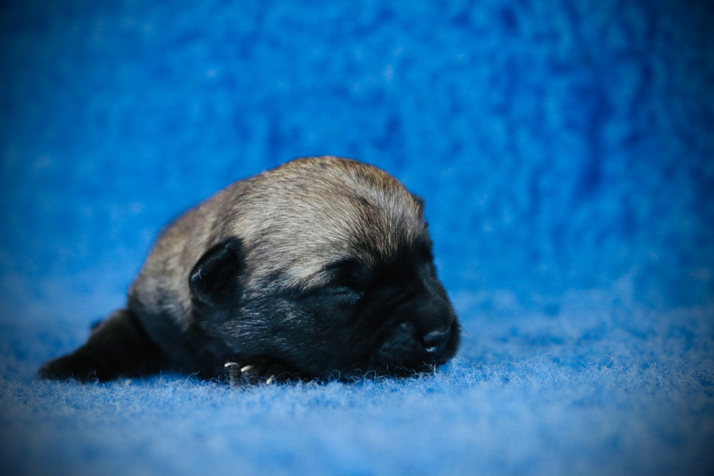 Chiot N°4 - Cairn Terrier