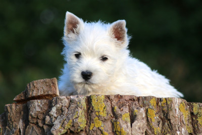 Les chiots de West Highland White Terrier