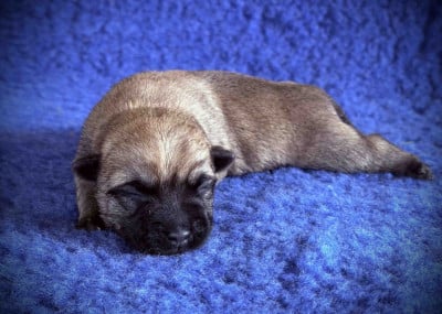 Les chiots de Cairn Terrier