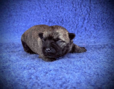 Les chiots de Cairn Terrier