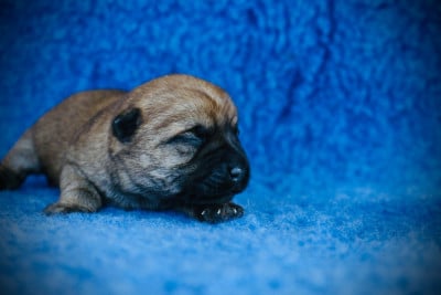 Les chiots de Cairn Terrier